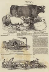 Smithfield Club Viehschau